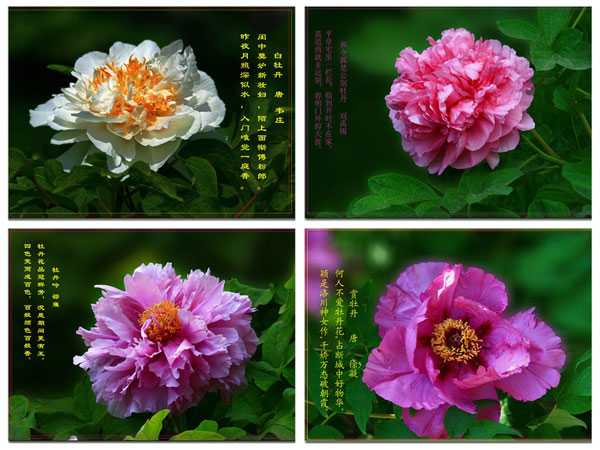 ���ĵ������